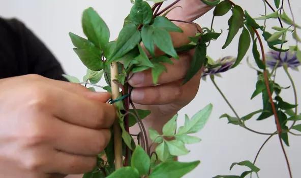 植物黄金生长季，怎样给小铁凹个美美的造型？且听潘师傅为你解说