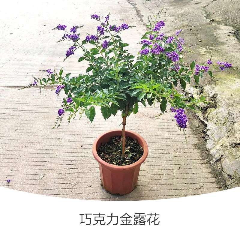 金露花 | 人世巧克力，着花时隔邻小孩要馋哭