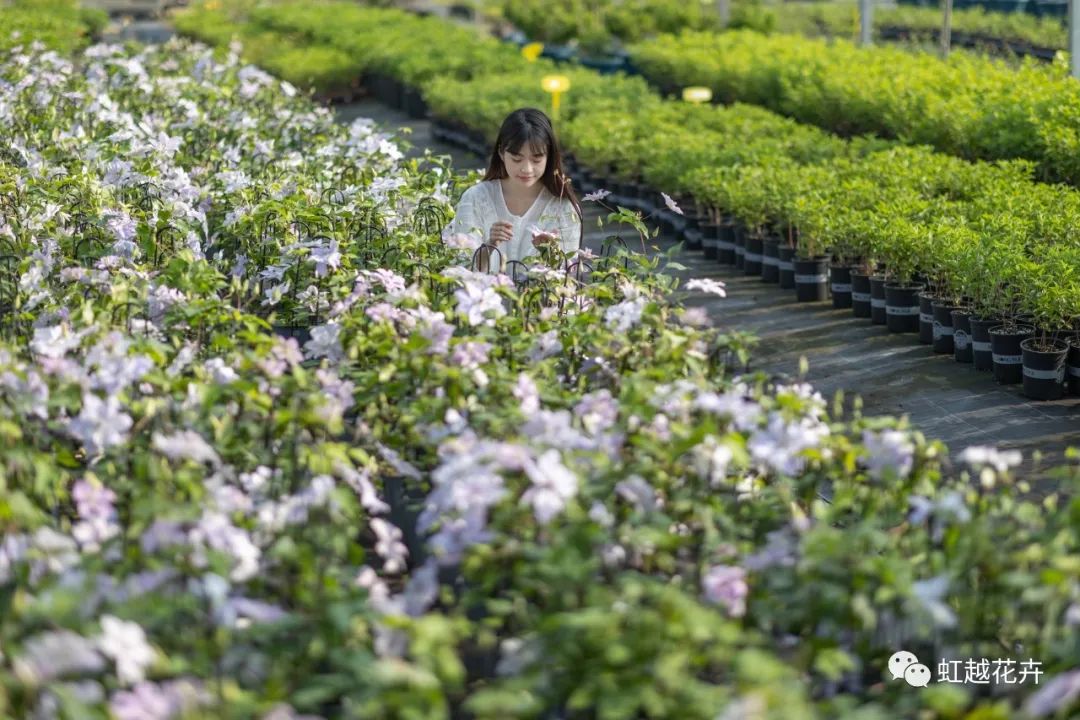 植物品种错版的两面价值 | pg电子视角